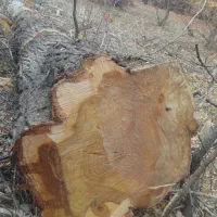 خرید چوب باغات|خدمات باغبانی و درختکاری|چناران, |دیوار