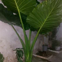 فروش گل بابا آدم|گل و گیاه طبیعی|رشت, ولکس|دیوار