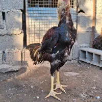 جوجه خروس لاری|حیوانات مزرعه|ساری, |دیوار