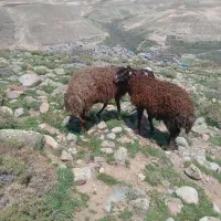 مادر دختر کره بهترین مال