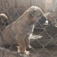 توله سرابی ماده