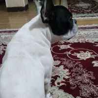 سگ فرنچ بولداگ