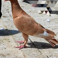 انگشتر کبوتر زرد|جواهرات|بجنورد, |دیوار
