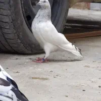 سه تا کفتر جوانه