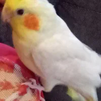 عروس هلندی گم شده