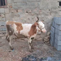 گوساله سیمینتال نر