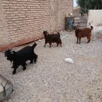 گوسفند نر|حیوانات مزرعه|کرمان, |دیوار