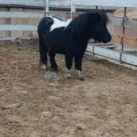 اسب فلابلا (پونی)