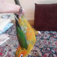 جوجه طوطی خورشیدی|پرنده|اصفهان, باتون|دیوار