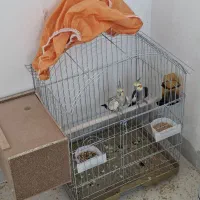یه جفت عروس هلندی تخم گذار باقفس و وسایل