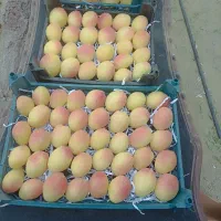 قیسی مجلسی شیرین