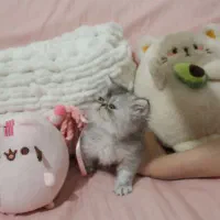 گربه سوپرفلت پرشین|گربه|رشت, کوی حسینی|دیوار