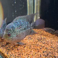 ماهی فلاور  پترن عالی سالم فروش فوری|ماهی|رشت, حمیدیان|دیوار