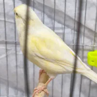 قناری ماده موزاییکی