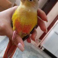 پرنده گمشده مهرگان