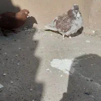 کبوتر تهرانی معاوزه با کبوتر شهرستانی ورنگی|پرنده|پاکدشت, پاکدشت (مامازند)|دیوار