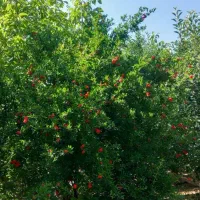 باغ گلخانه|فروش دفتر صنعتی، کشاورزی، تجاری|بیستون, |دیوار