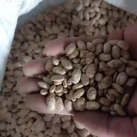 لوبیا دولتی