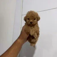 پودل سایز توی اورجینال