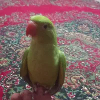 سلام دوستان عزیز یک عدد ملنگوی سبز گم شده هر که