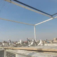 تعداد ی کبوتر