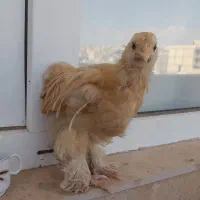 جوجه برهما و رسمی زیر مرغی
