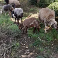 گوسفندبابره نژاددار