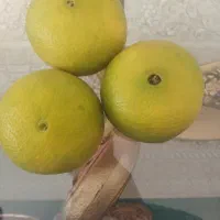 پرتقال فروشی