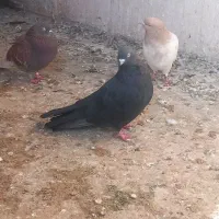 کبوتر سیاه اسمه