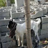 بز نر پتیری اصل|حیوانات مزرعه|چابهار, |دیوار
