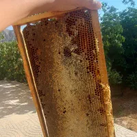 زنبور عسل