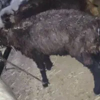 شیشک و تیشتر|حیوانات مزرعه|اندیکا, |دیوار