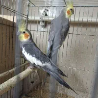 ۲ جفت عروس هلندی|پرنده|گرگان, |دیوار