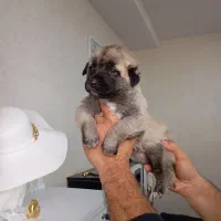 پژدر درجه یک