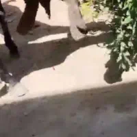 فروش یک راس بزغاله نر عتیقه گلابی خالص