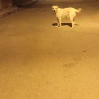 گمشده|حیوانات|قهستان, |دیوار