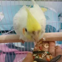 عروس هلندی|پرنده|خورموج, |دیوار