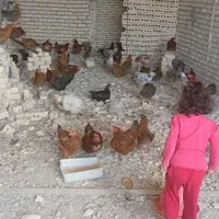مرغ خانگی تخم گذار