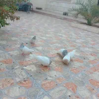3جفت کله ای،سبز،زاغ ملقی