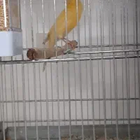 قناری نر و ماده اماده|پرنده|قدس, شهرقدس|دیوار