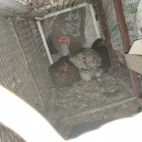 مرغ‌و‌خروس‌معاوضه‌با‌جفت‌کفتر