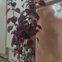 گل طبیعی حسن یوسف|گل و گیاه طبیعی|اصفهان, لاله|دیوار