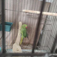 طوطی ملنگو|پرنده|لنگرود, |دیوار