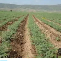 نخود می کنیم به صورت (سه ،یکی)