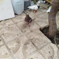 یه جفت کفتر عالی ضمانتی به شرط پرش