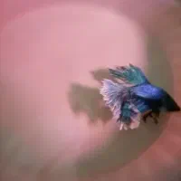 ماهی فایتر نر