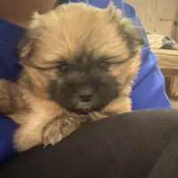 فروش توله سگ مالتی پو دوماهه