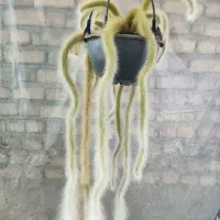 خدمات گل و کیاه|گل و گیاه طبیعی|اصفهان, شاه پسند|دیوار