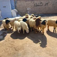 بره همشون عراقی