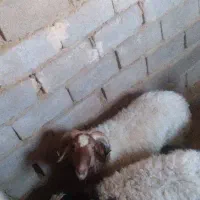 یه قوچ فروشی